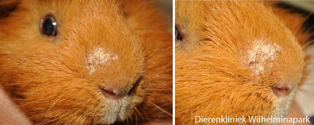 Een cavia met plekken op de neus - verdacht van schimmel